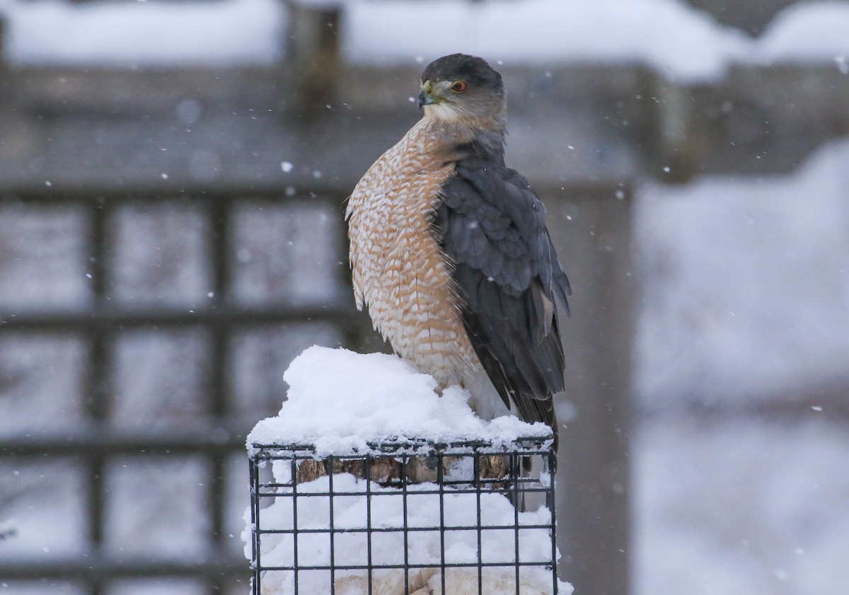 Gavilán de Cooper - ML647481759