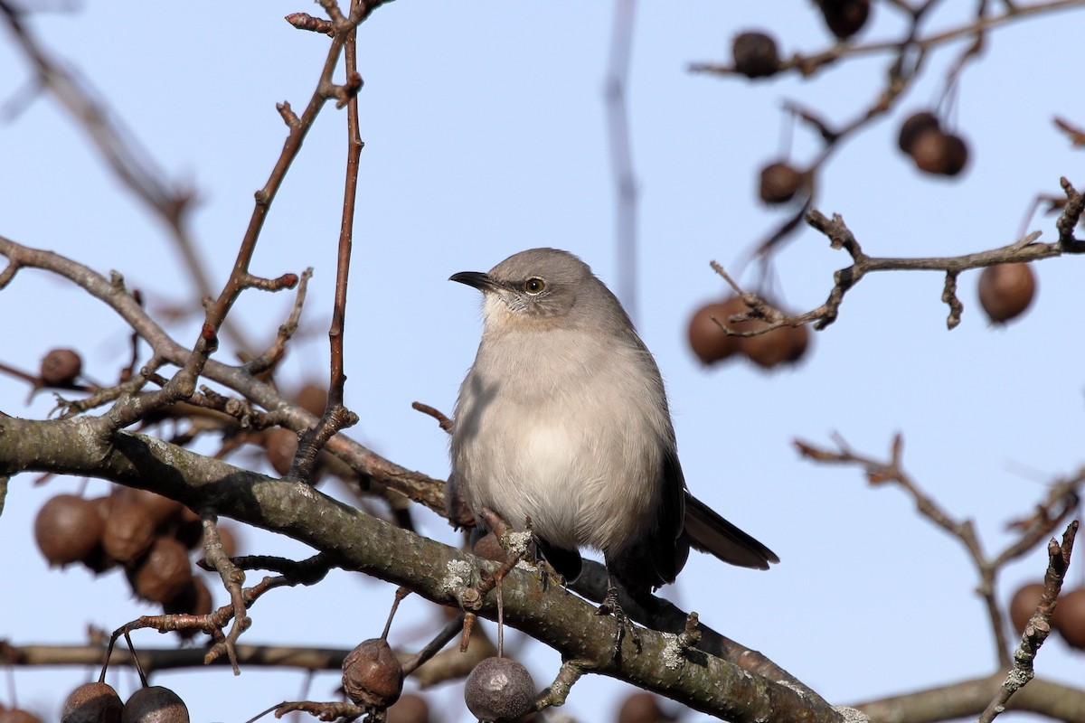 sangspottefugl - ML647481760