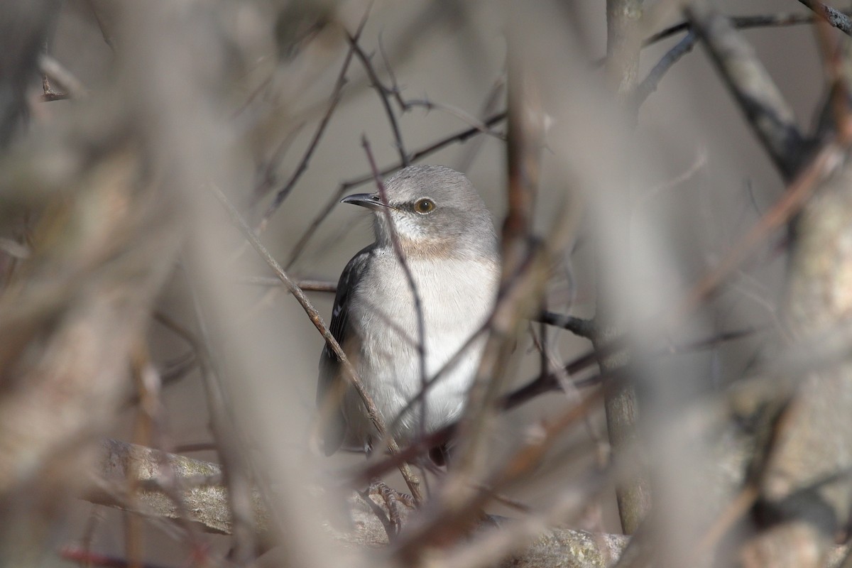 sangspottefugl - ML647481761