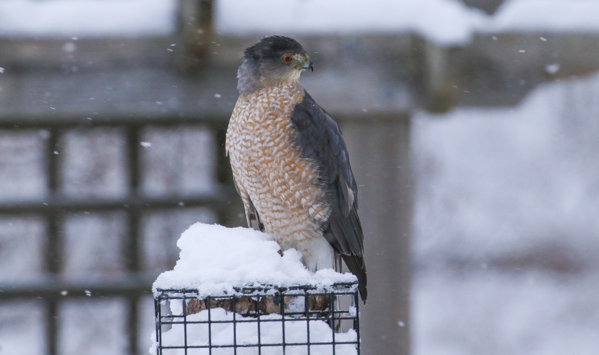 Gavilán de Cooper - ML647481762