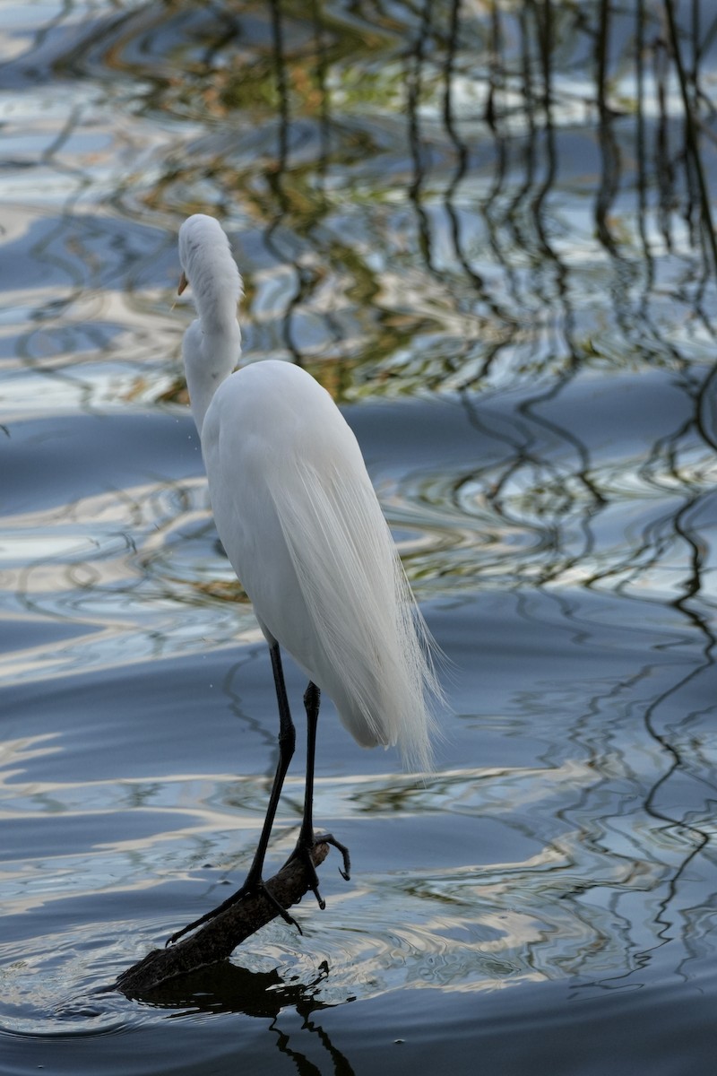 egretthegre - ML647481763