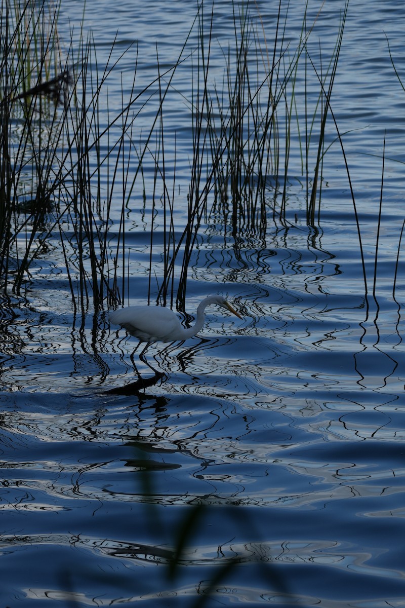 egretthegre - ML647481764