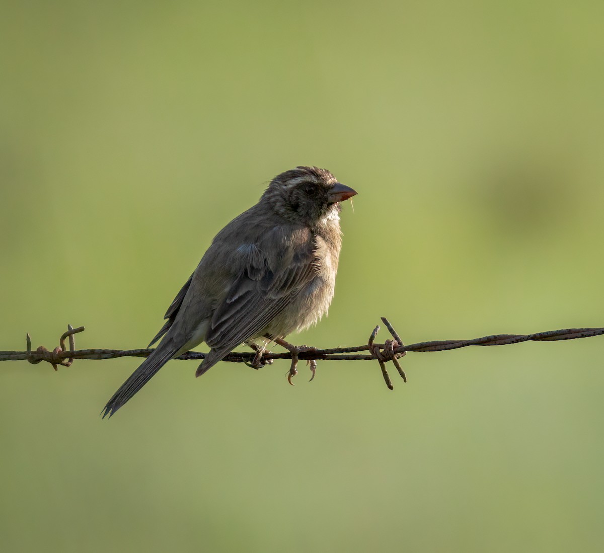 stripehodeirisk - ML647481766