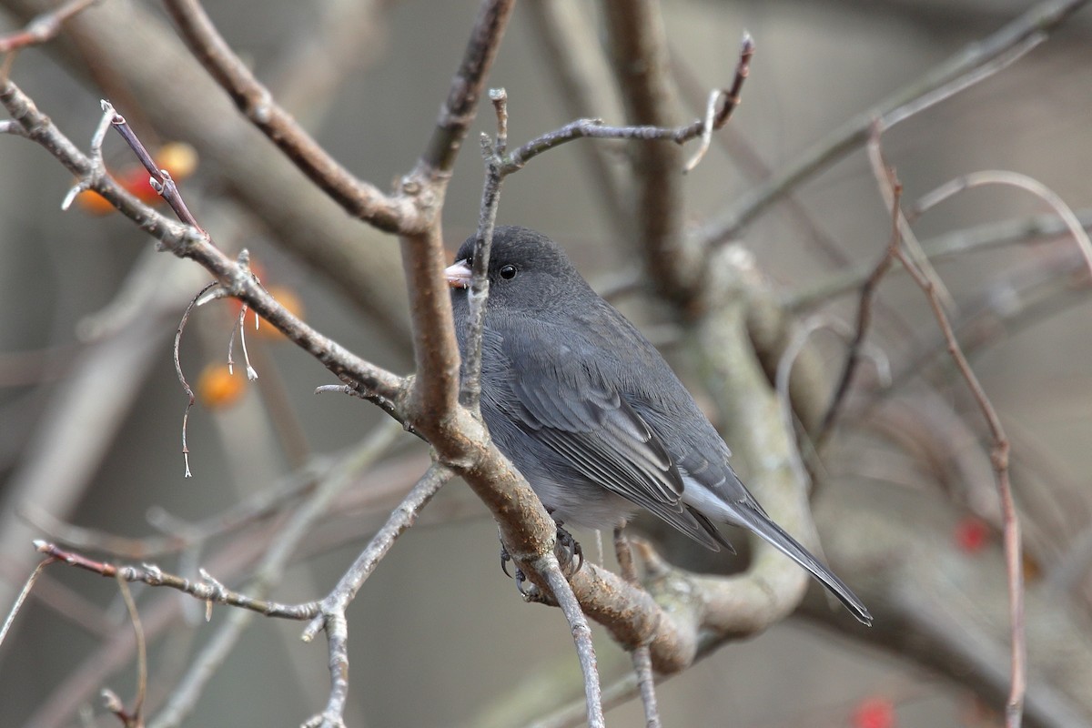 vinterjunko - ML647481768