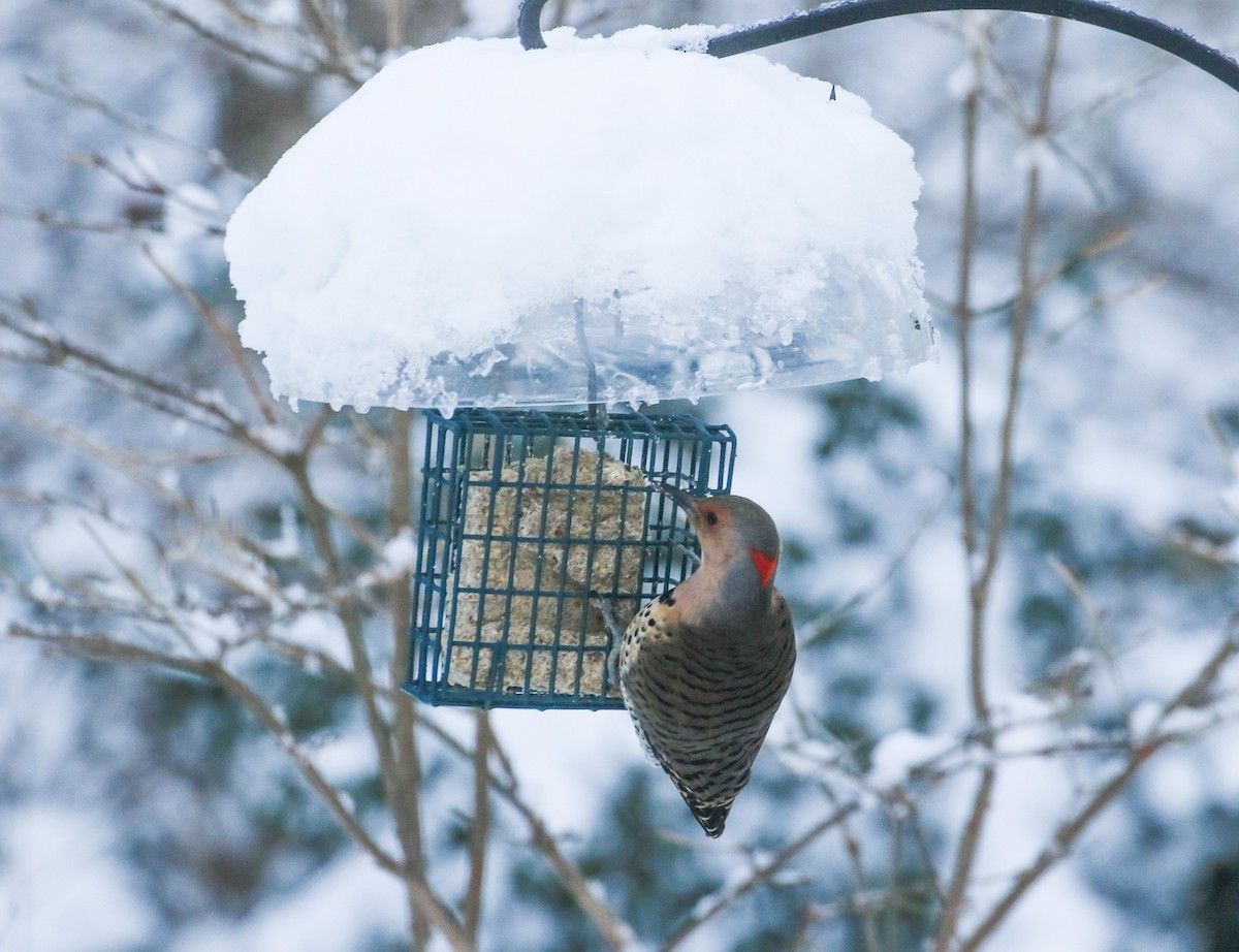 Carpintero Escapulario - ML647481770