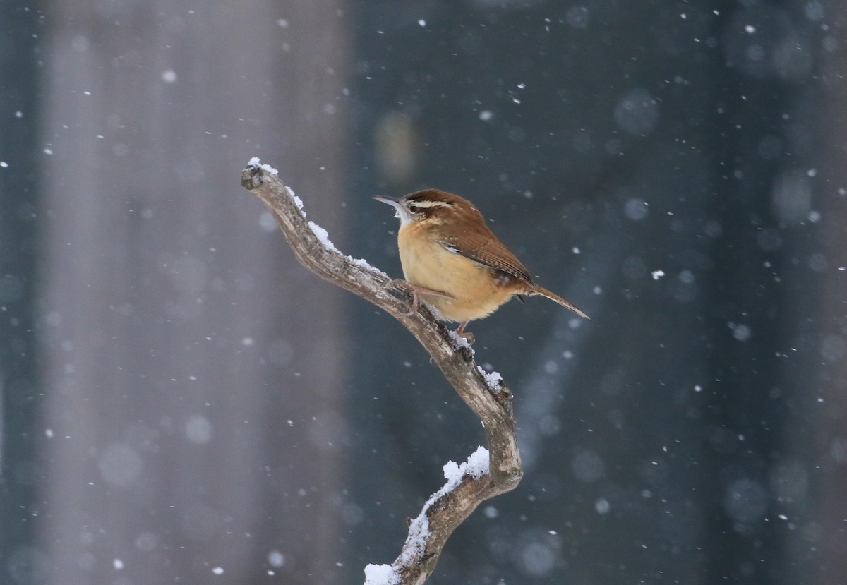 Cucarachero de Carolina - ML647481774