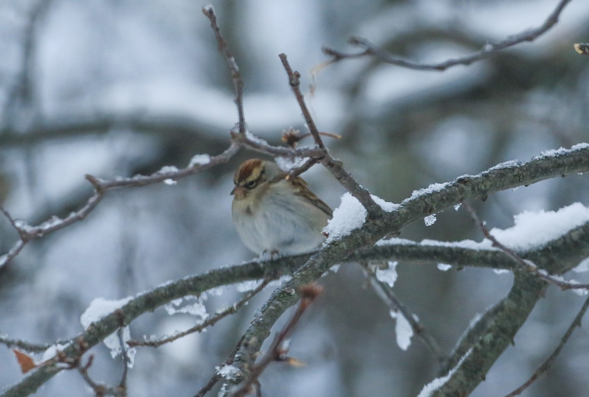 Chipping Sparrow - ML647481787