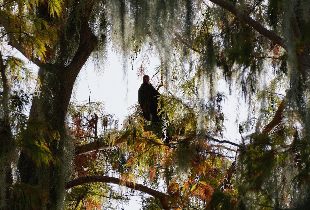 kondor krocanovitý - ML647481802