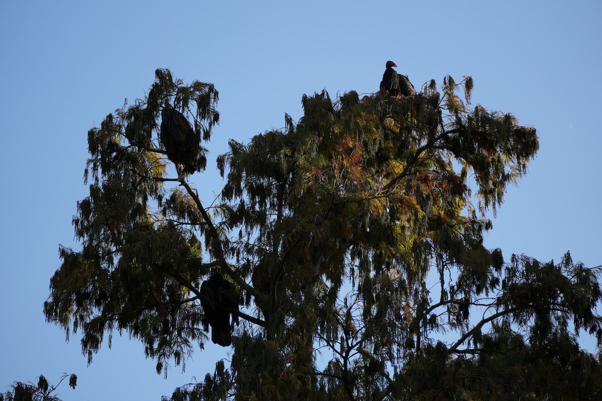 kondor krocanovitý - ML647481803