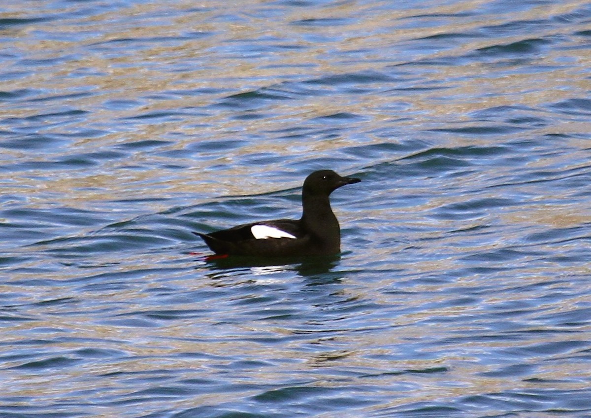 אוריה שחורה - ML647481811