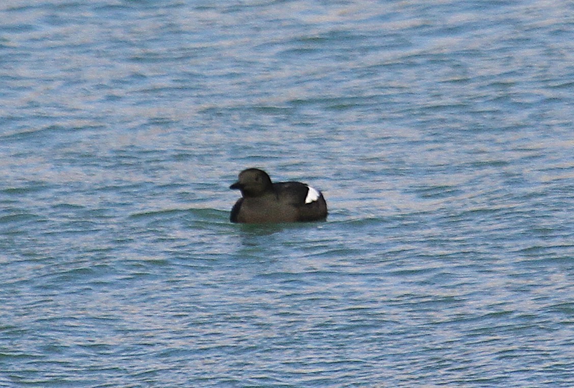 אוריה שחורה - ML647481812