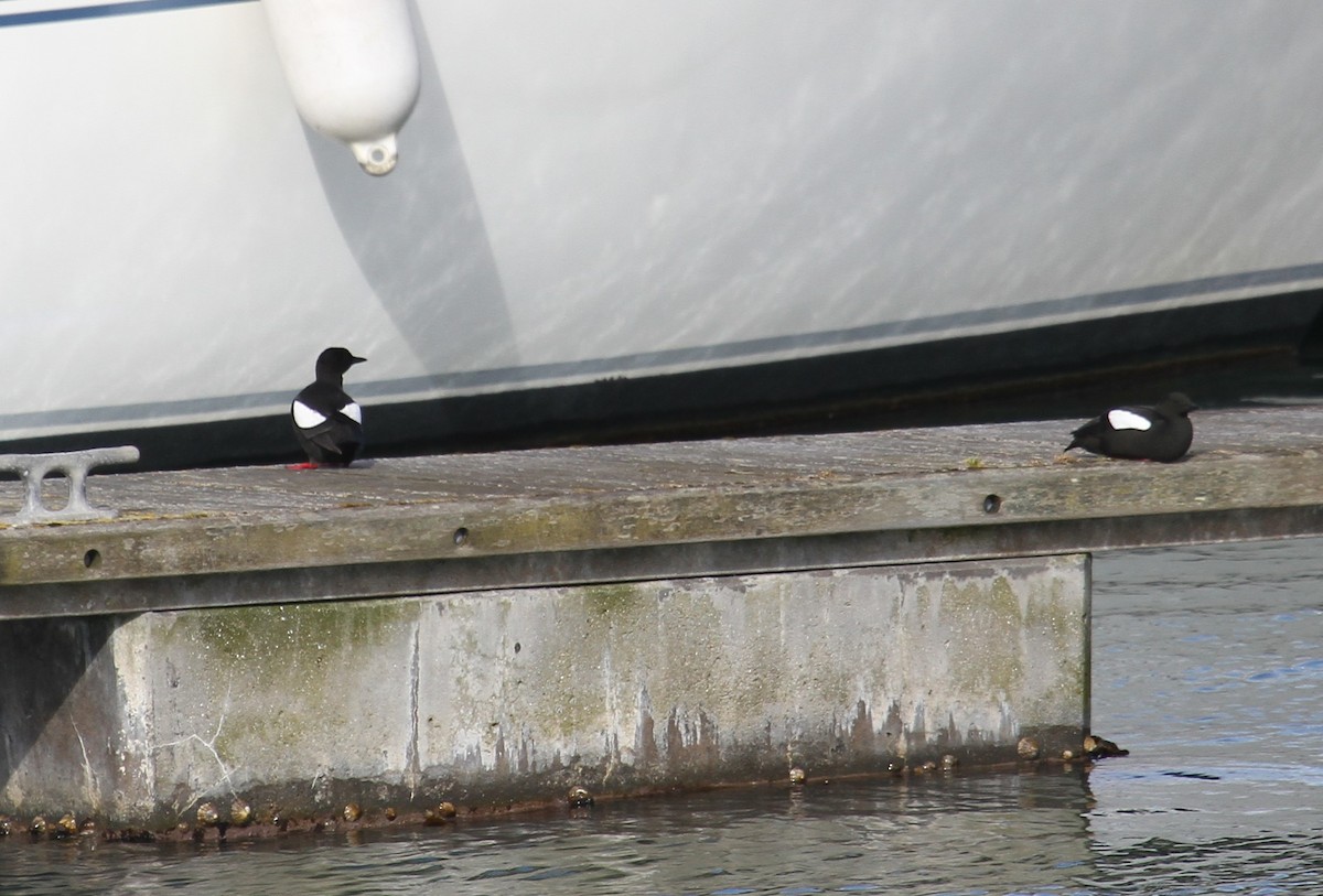 אוריה שחורה - ML647481813