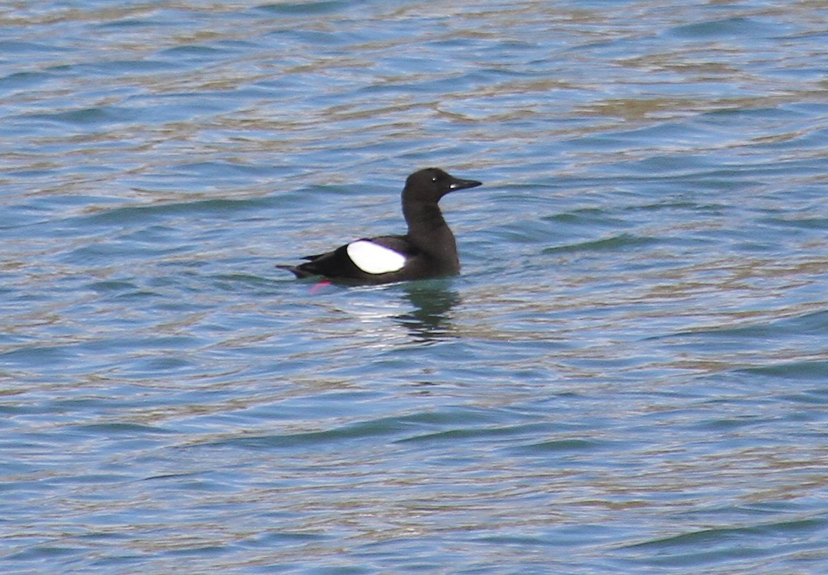 אוריה שחורה - ML647481814