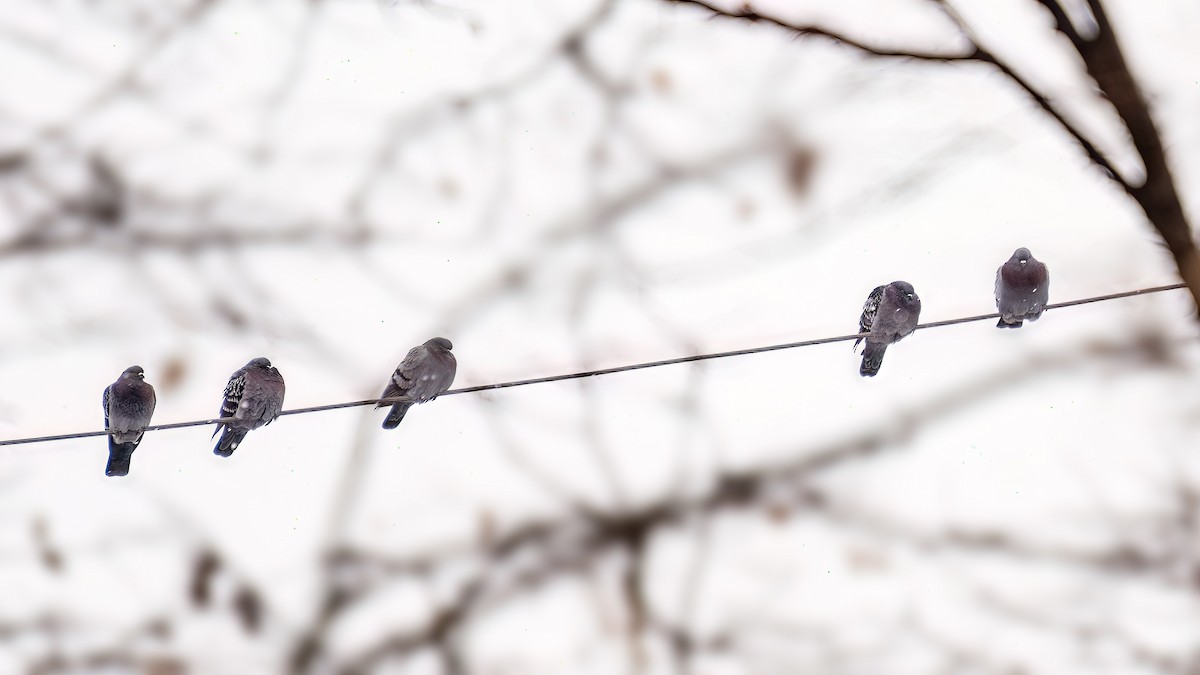 カワラバト（ドバト、家畜型） - ML647481815