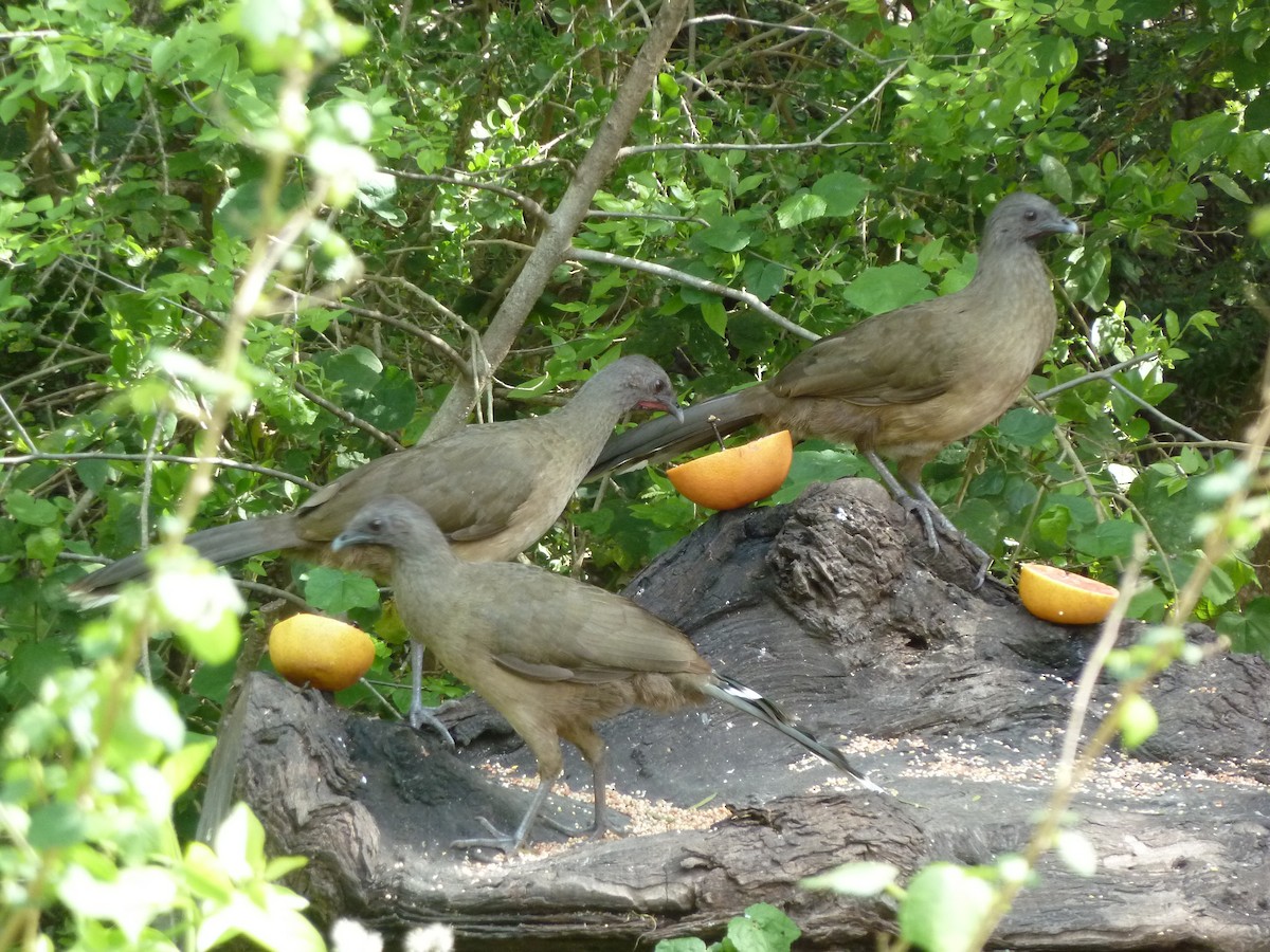 Plain Chachalaca - ML647481816