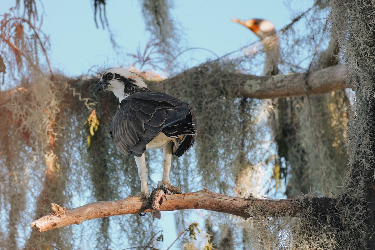 Скопа західна - ML647481817