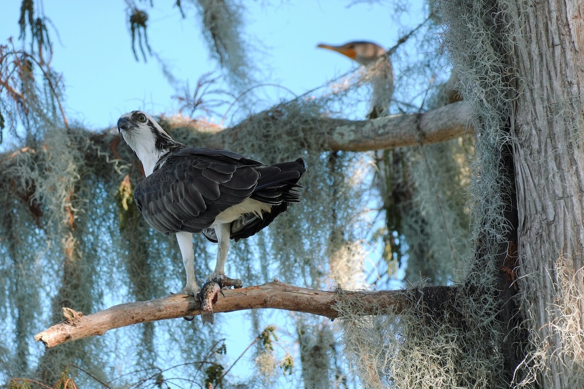 Скопа західна - ML647481818