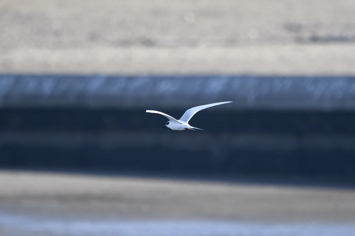 Forster's Tern - ML647481820