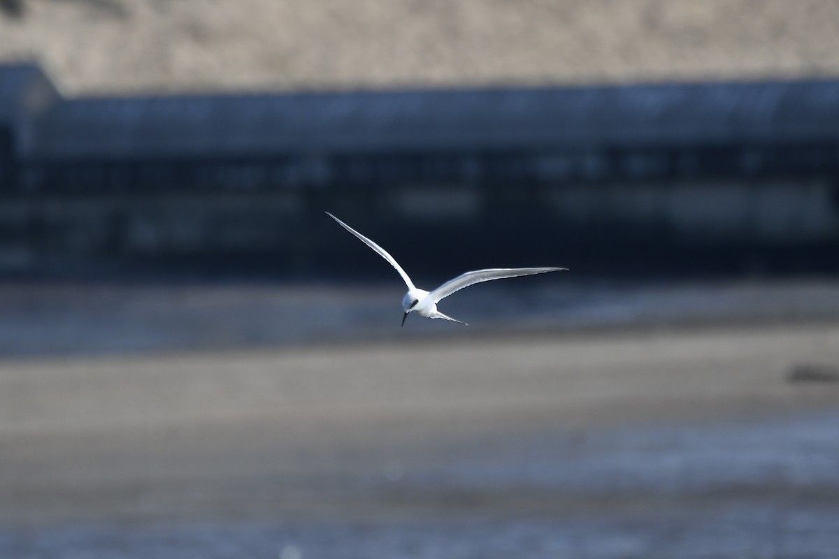 Forster's Tern - ML647481821