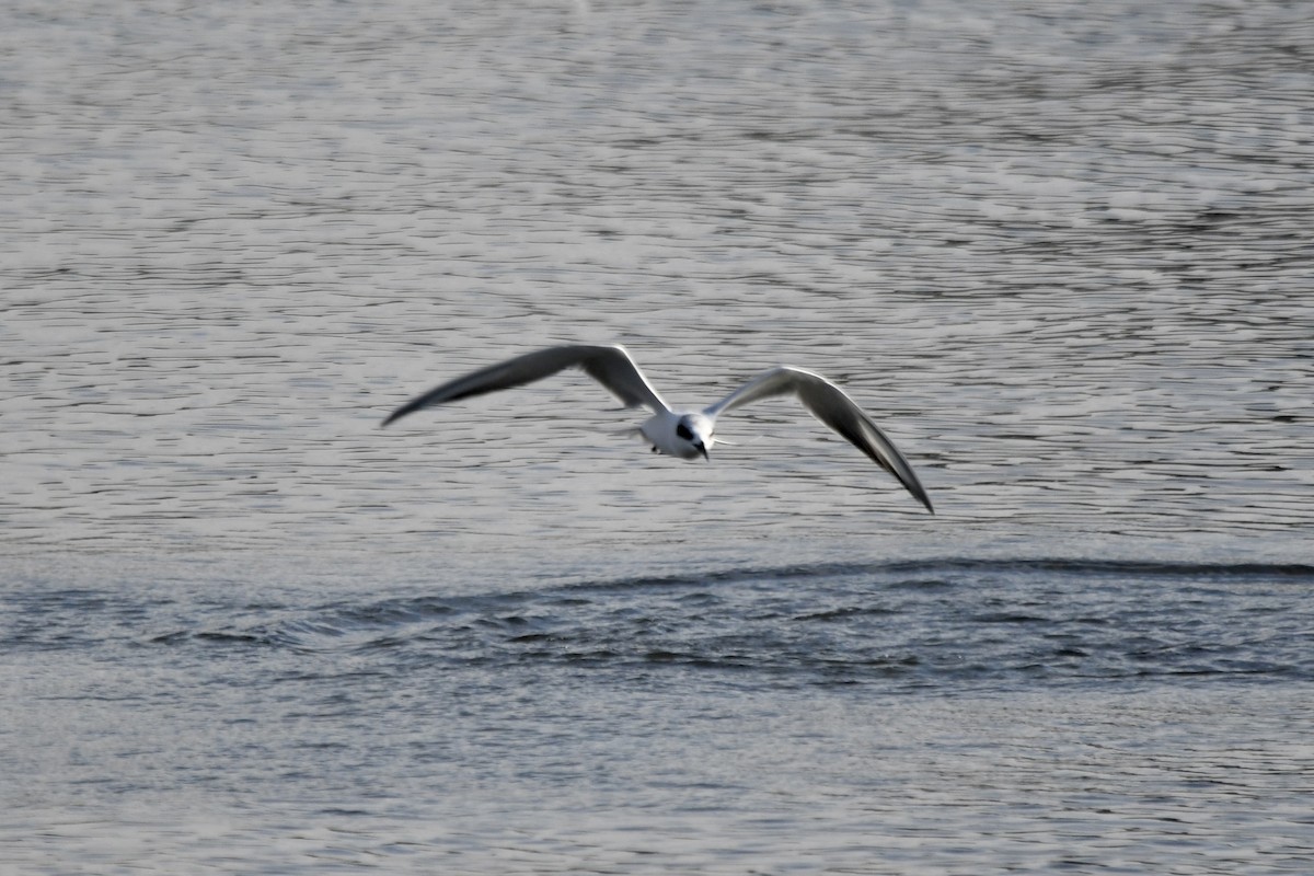 Forster's Tern - ML647481822