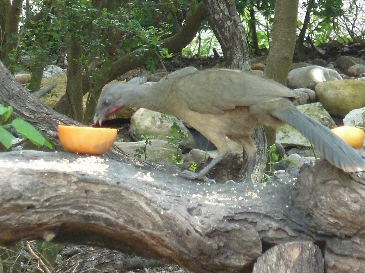 Plain Chachalaca - ML647481823