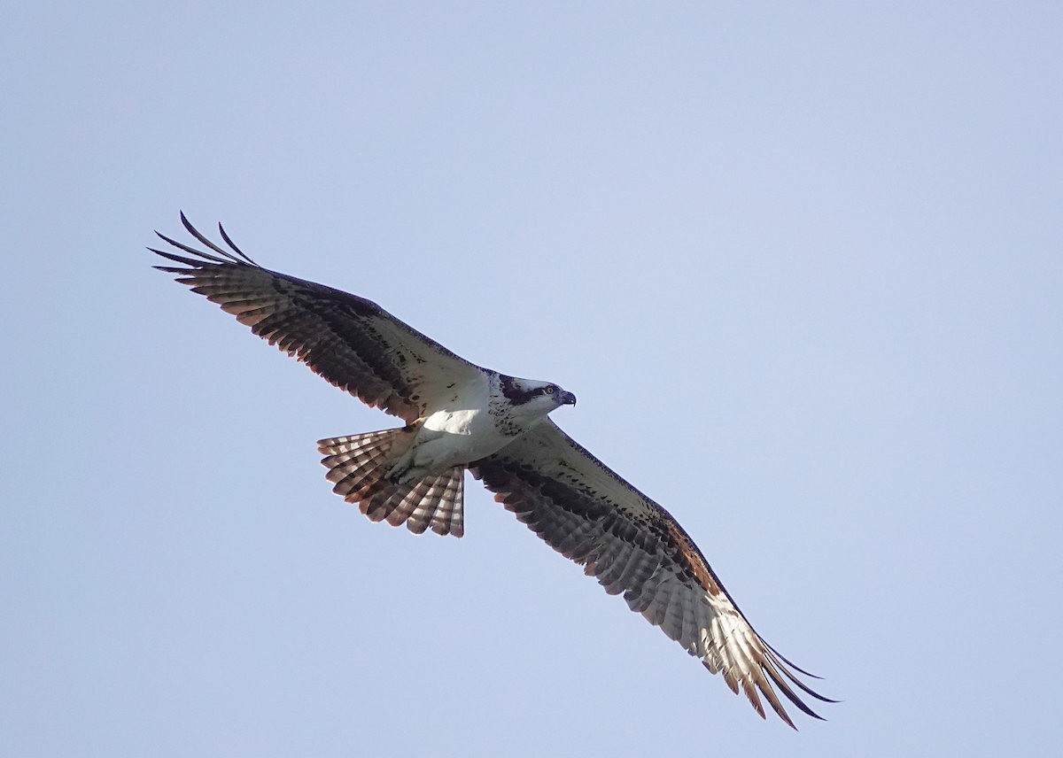 Скопа західна - ML647481828