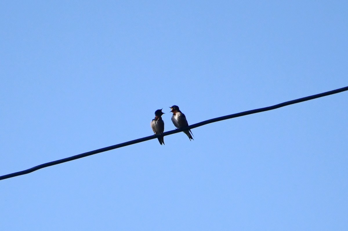 Angola Swallow - ML647481847