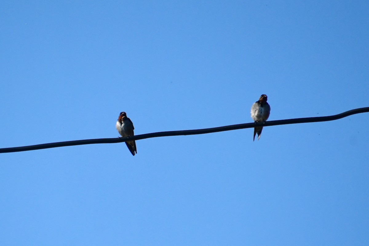 Angola Swallow - ML647481848