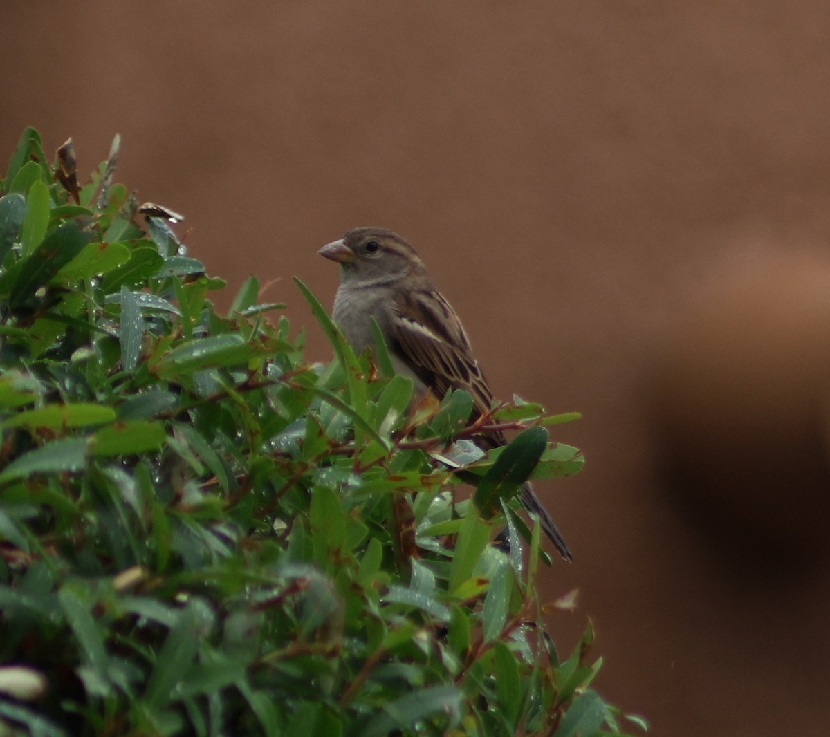 Gorrión Común - ML647481864