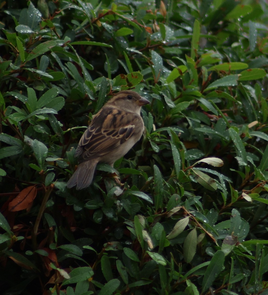 Gorrión Común - ML647481865