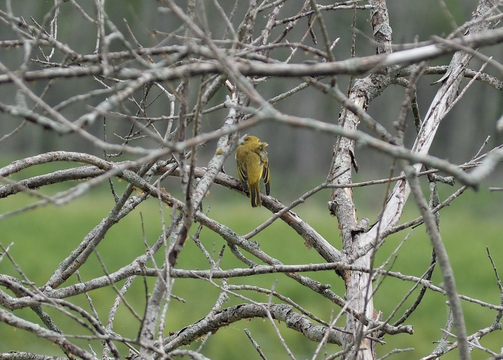 Northern Yellow Warbler - ML647481896