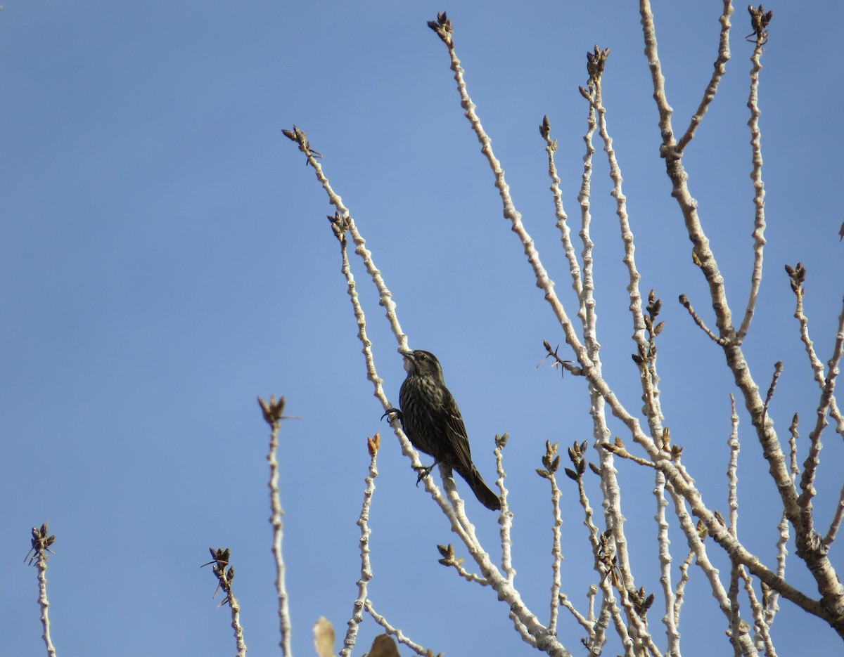 Red-winged Blackbird - ML647481901