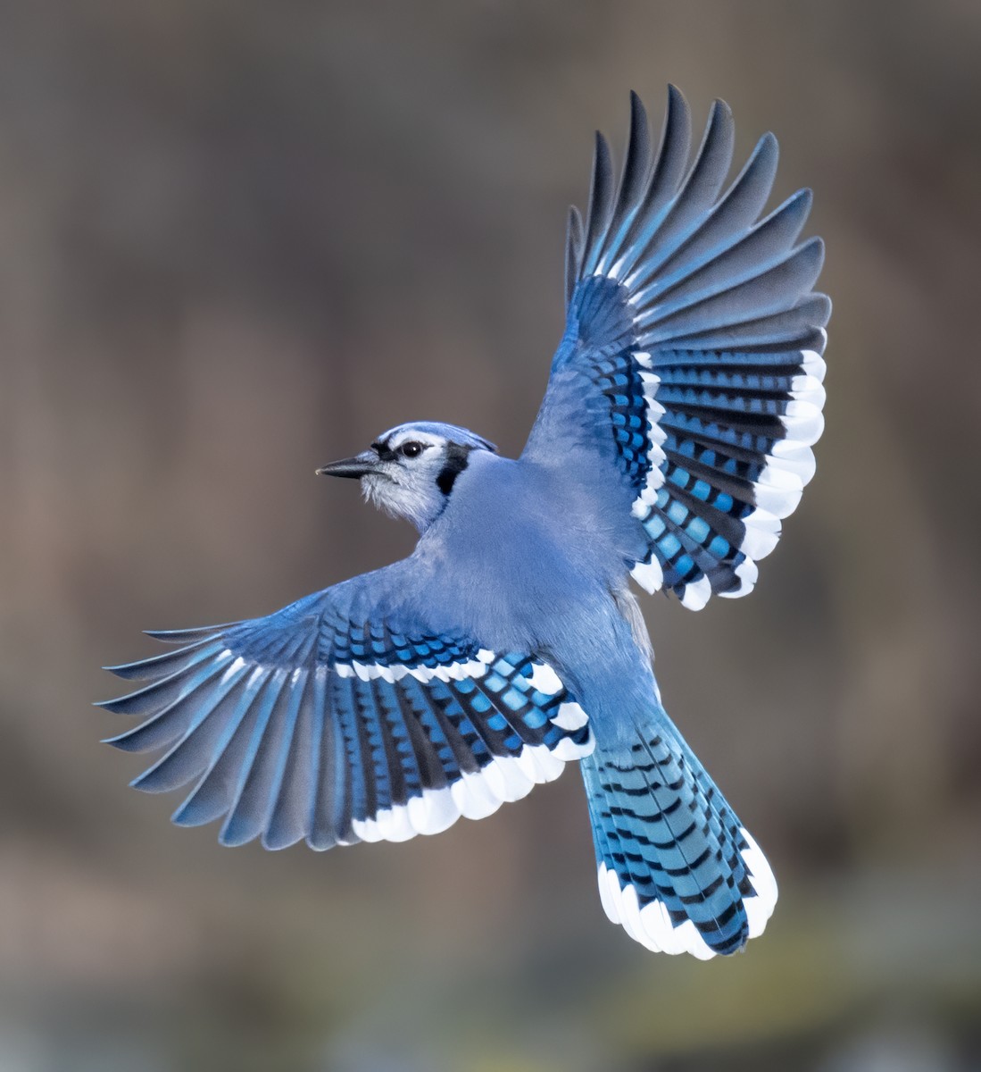 Blue Jay - ML647481904