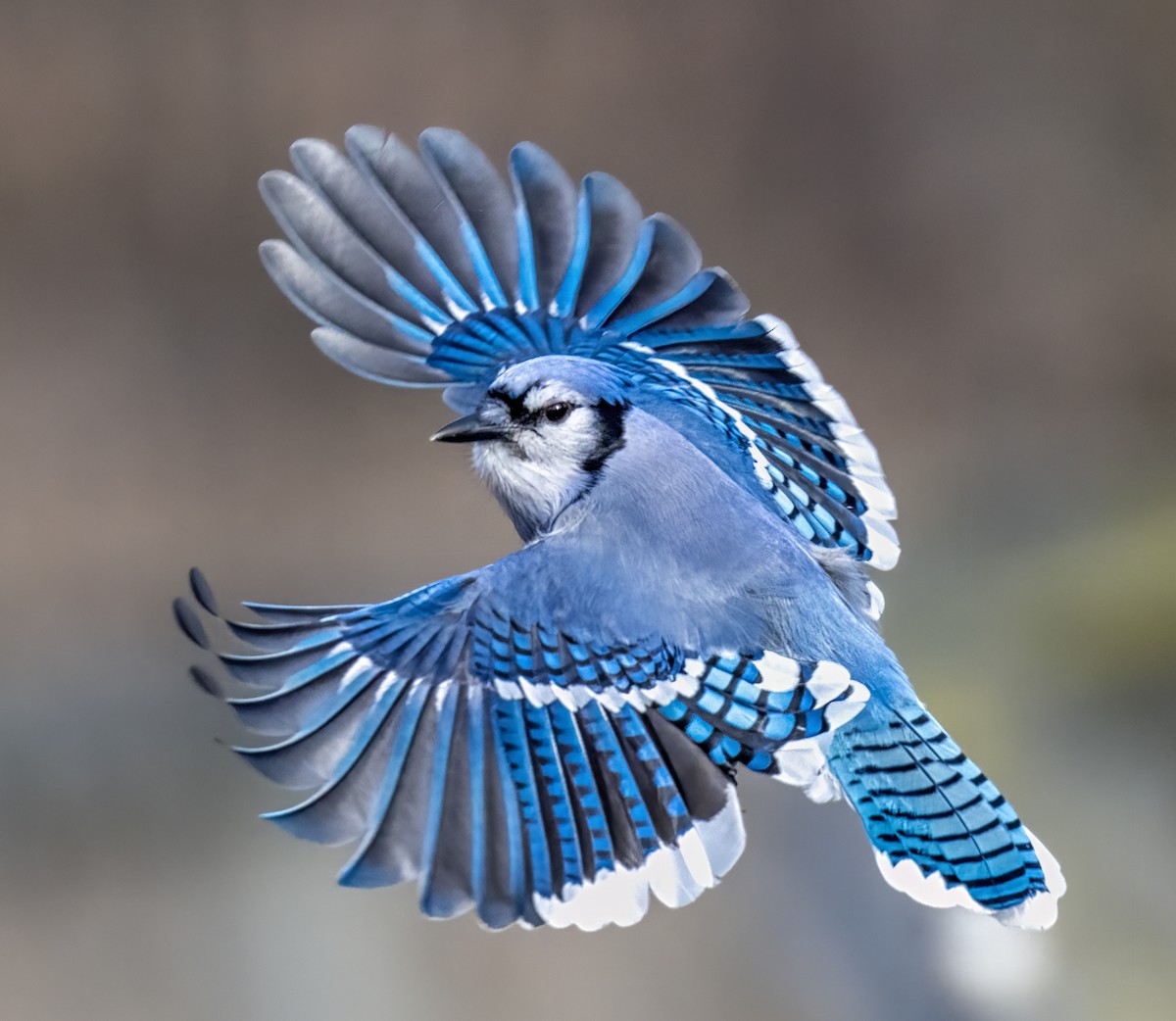 Blue Jay - ML647481905