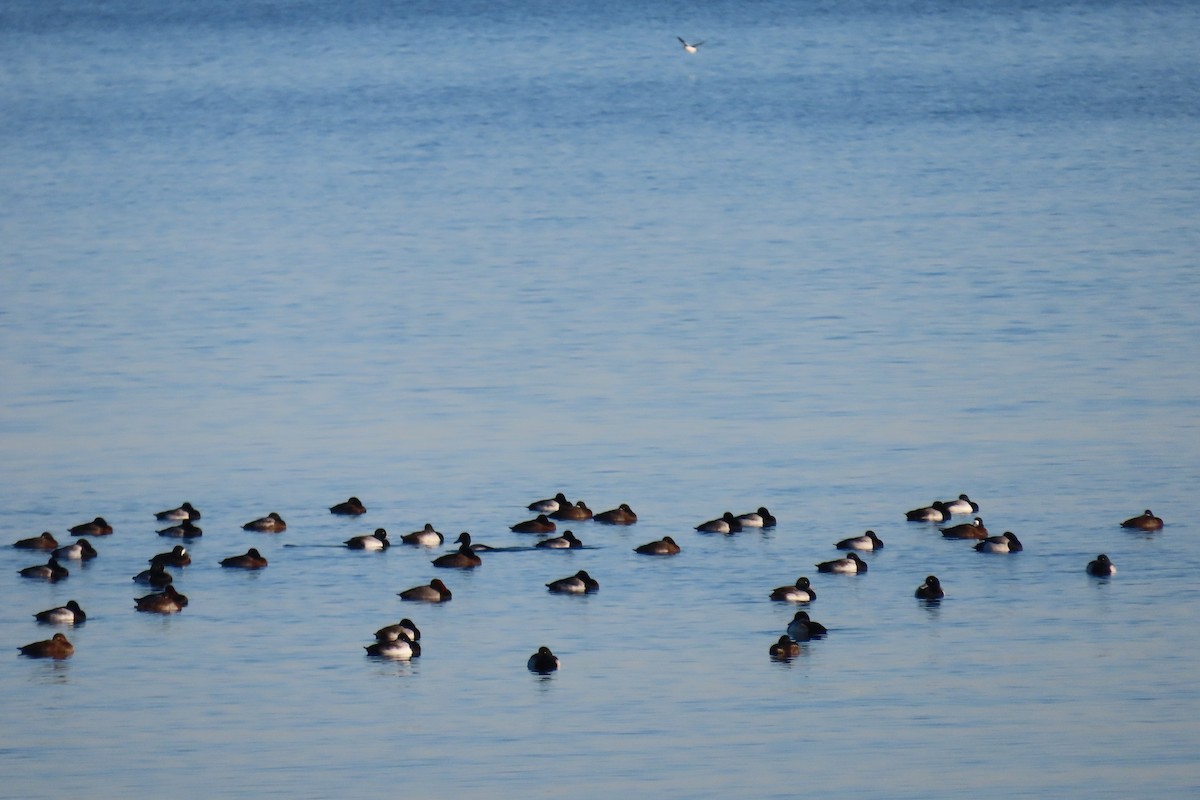 Морская чернеть - ML647481911