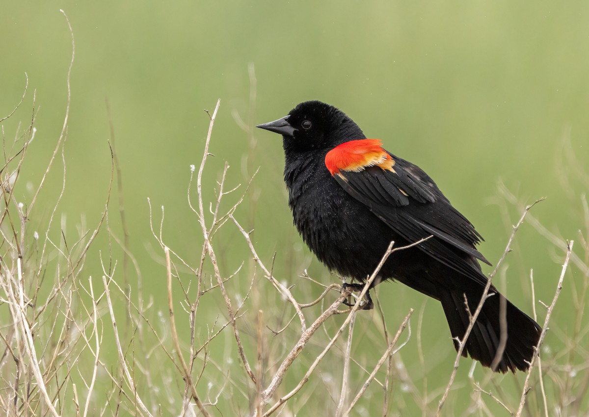 Red-winged Blackbird - ML647481972