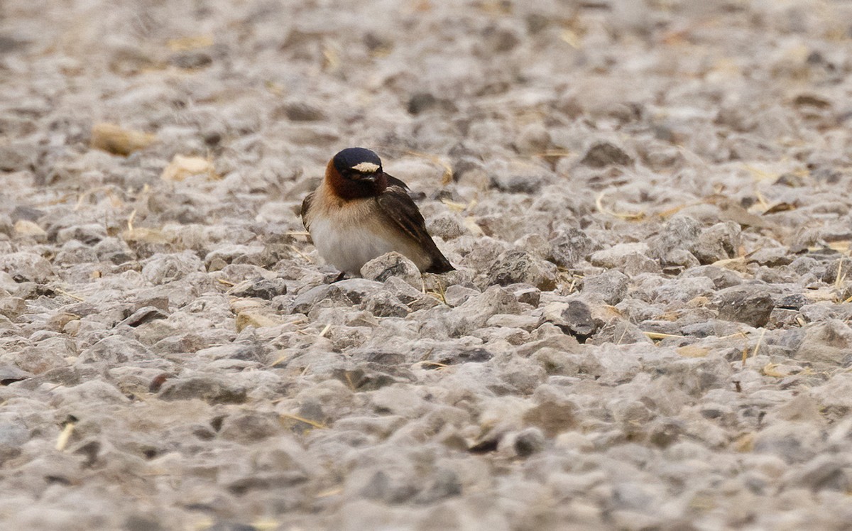 Cliff Swallow - ML647481981