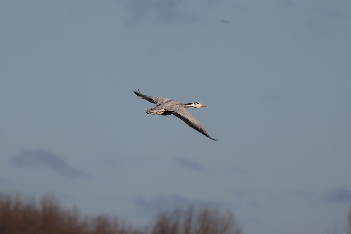 Гуска гірська - ML647481990