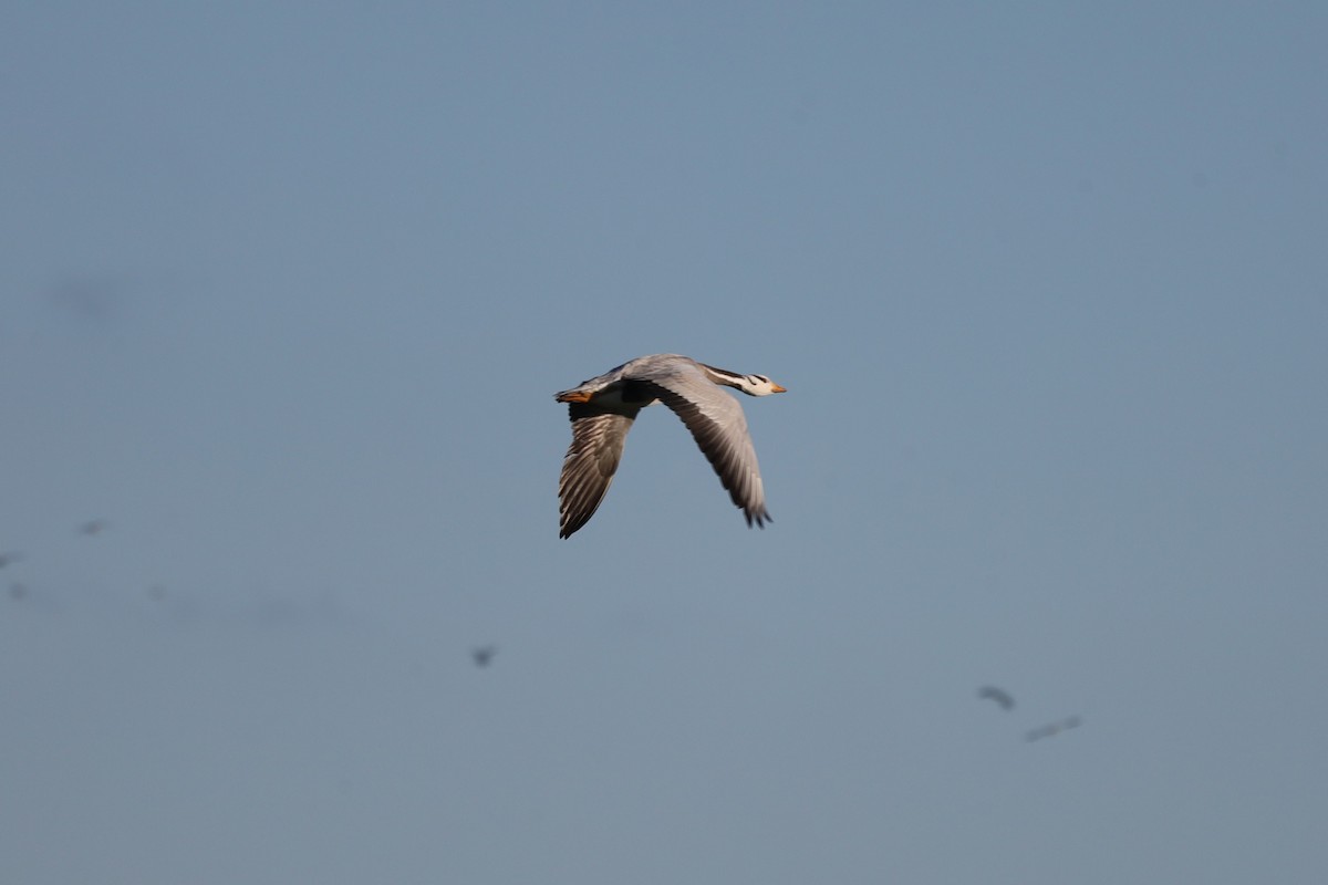 Гуска гірська - ML647481998