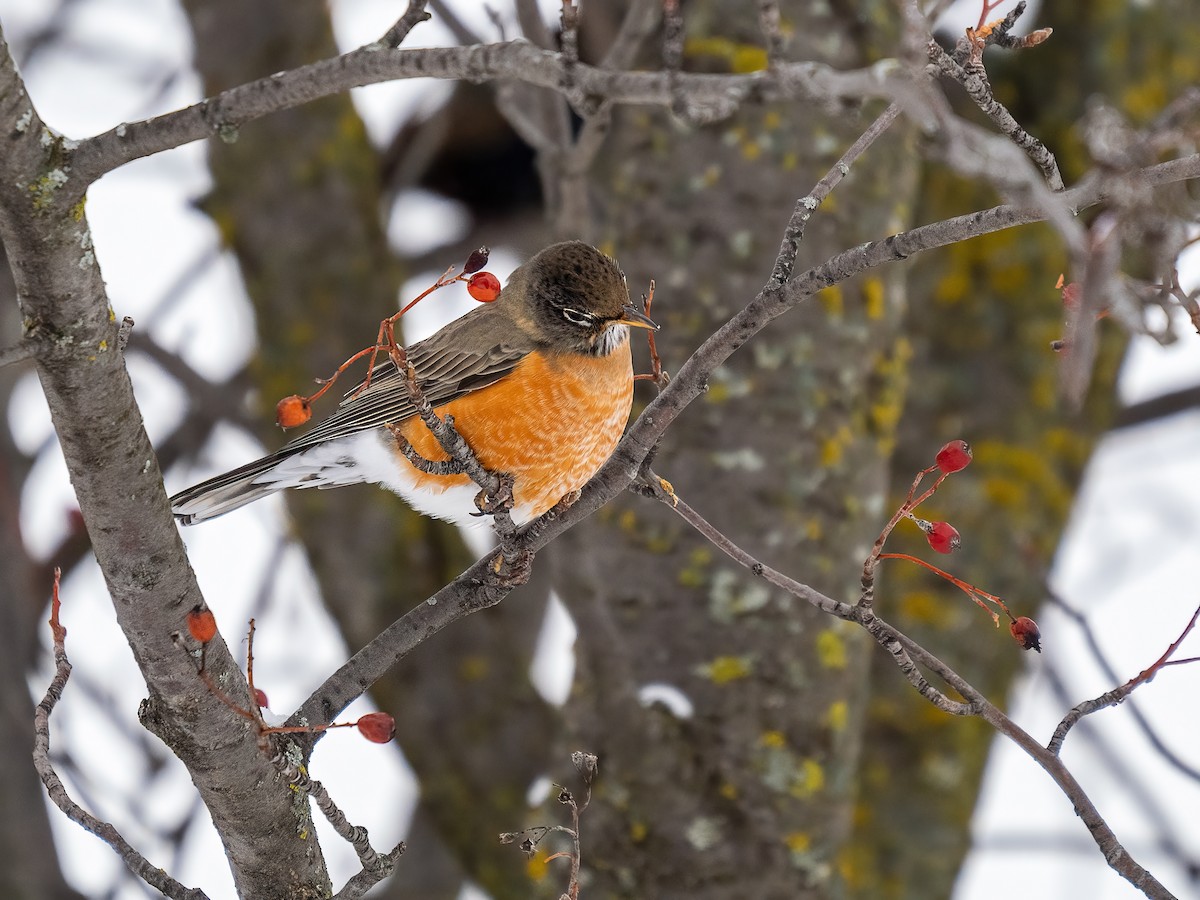American Robin - ML647482015