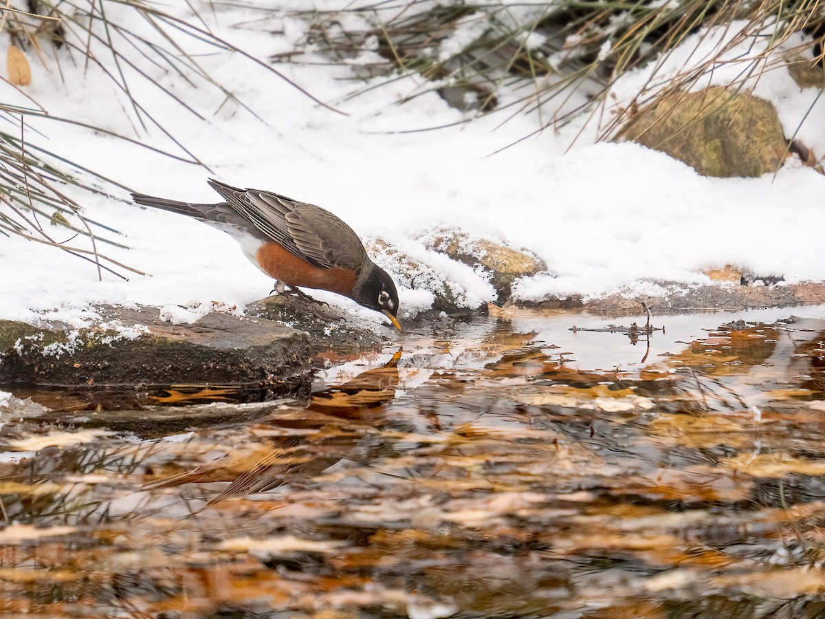 American Robin - ML647482016