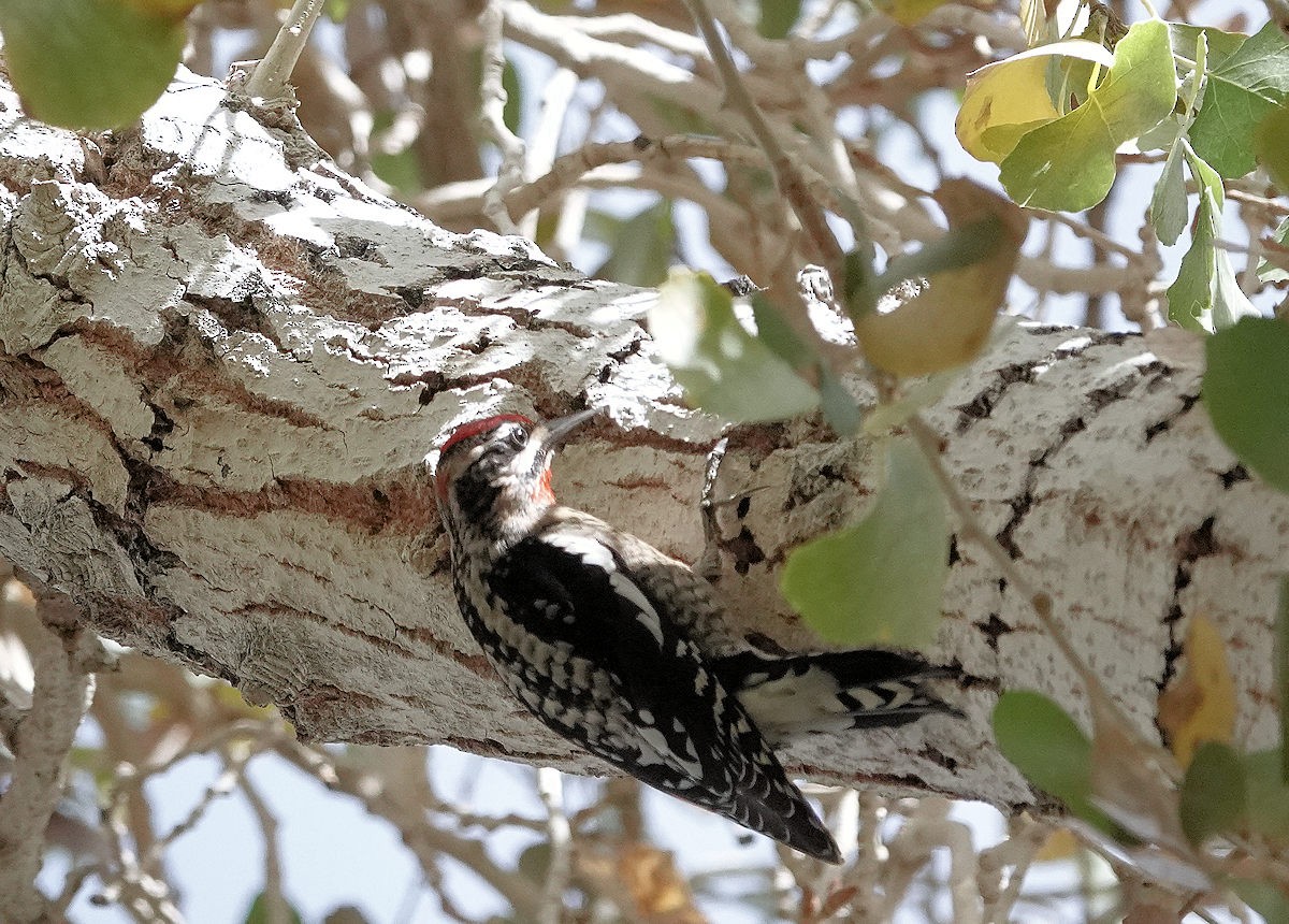 Rotnacken-Saftlecker - ML647482017