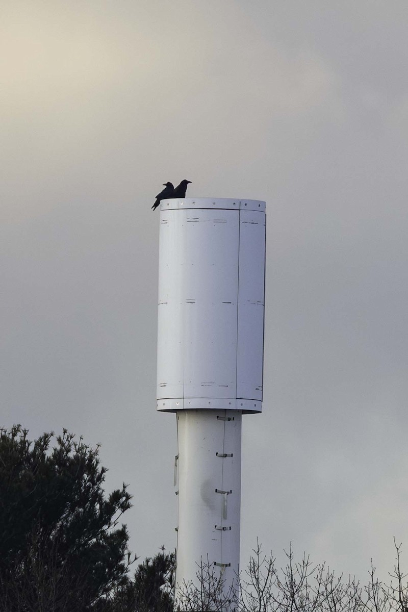 עורב שחור - ML647482019