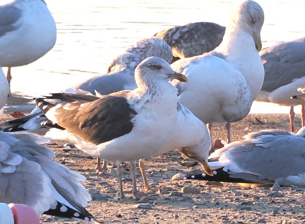 Lesser Black-backed Gull - ML647482021