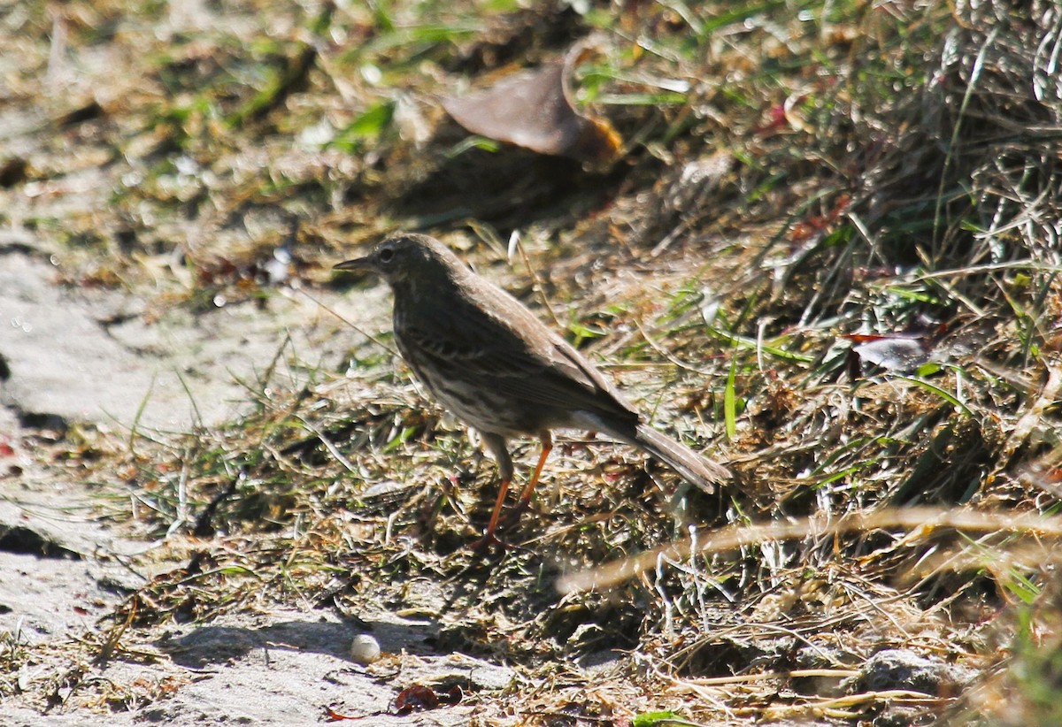 Rock Pipit - ML647482030