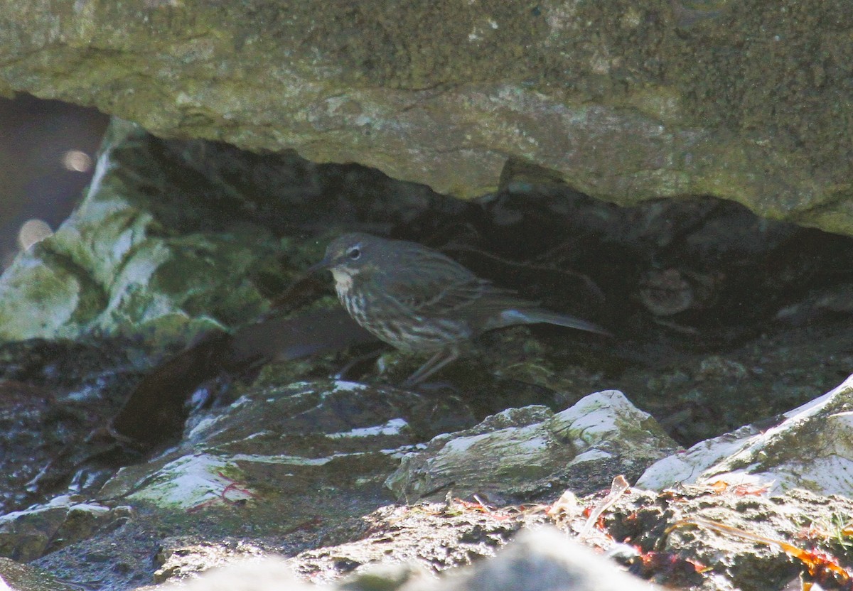Rock Pipit - ML647482031