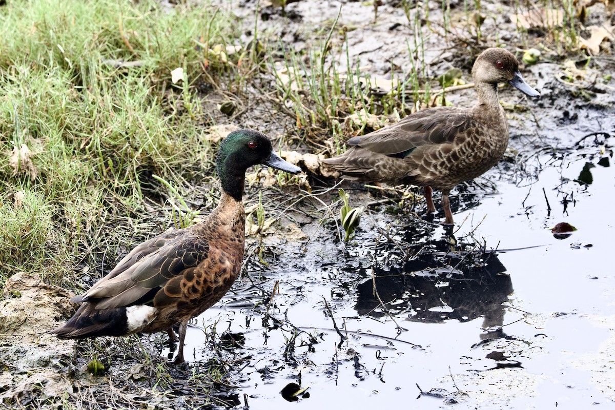 Chestnut Teal - ML647482032
