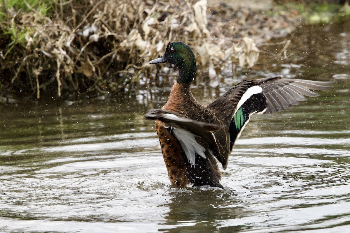 Chestnut Teal - ML647482038