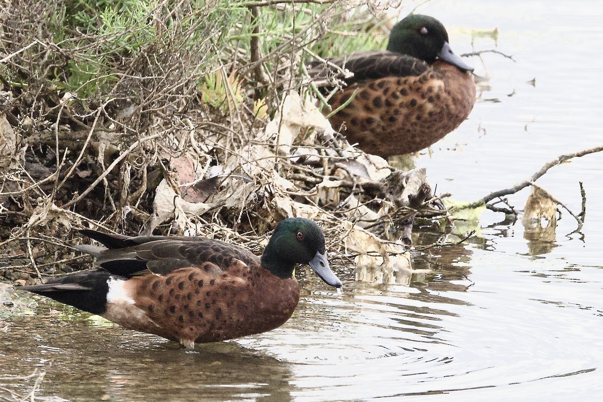 Chestnut Teal - ML647482041