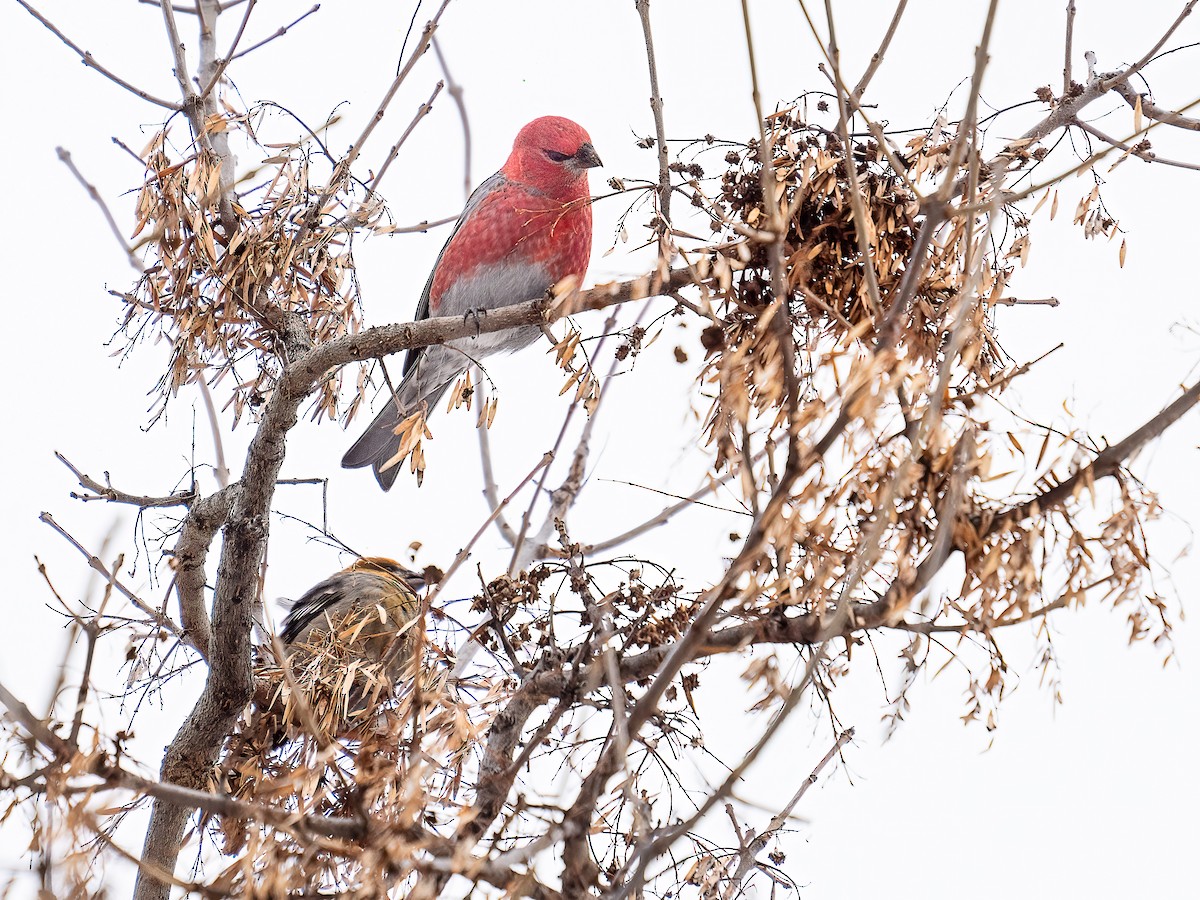 Hakengimpel - ML647482042